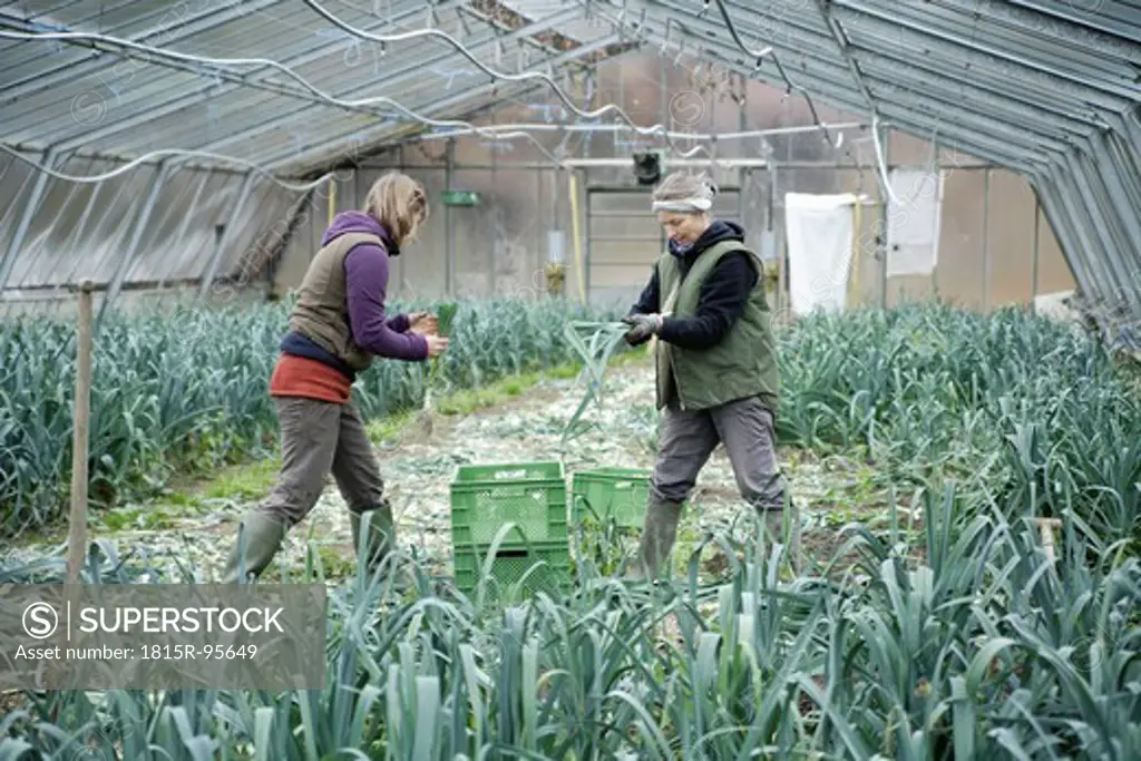 Germany, Upper Bavaria, Weidenkam, Woman working in greenhouse of leek