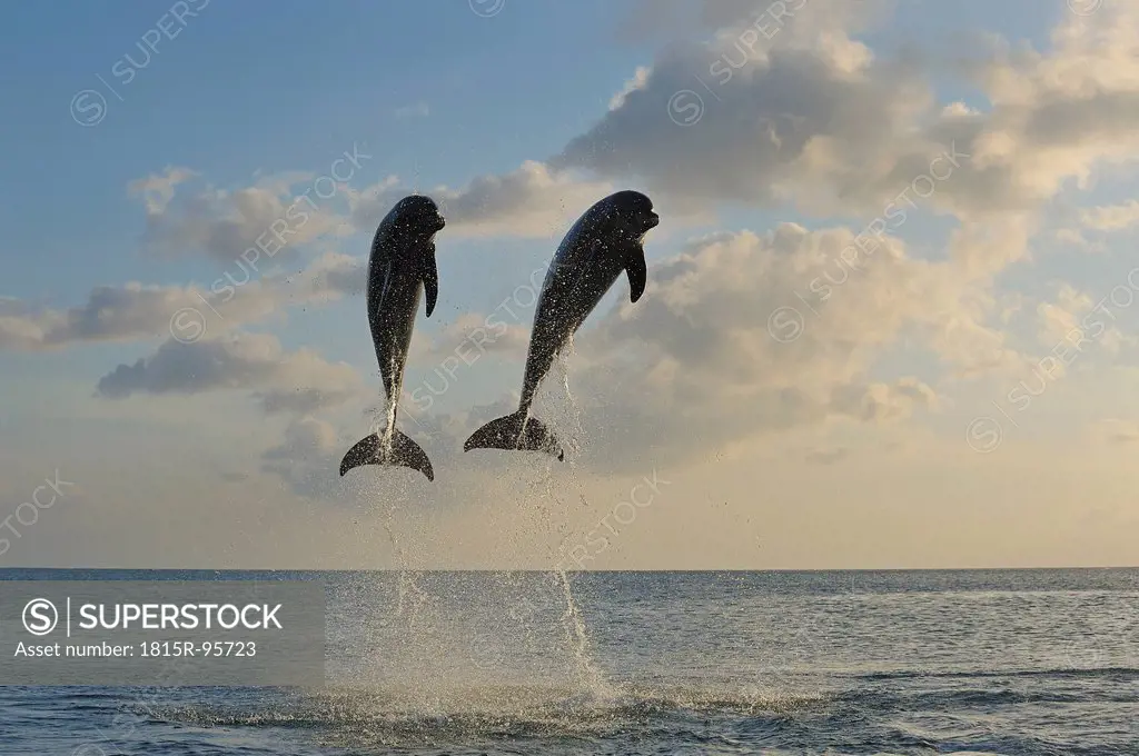 Latin America, Honduras, Bay Islands, Roatan, Bottlenose dolphin jumping in caribbean Sea