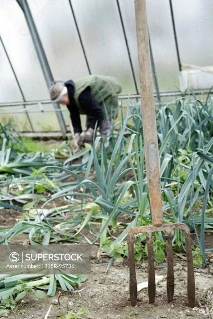 Germany, Upper Bavaria, Weidenkam, Mature woman working in greenhouse of leek