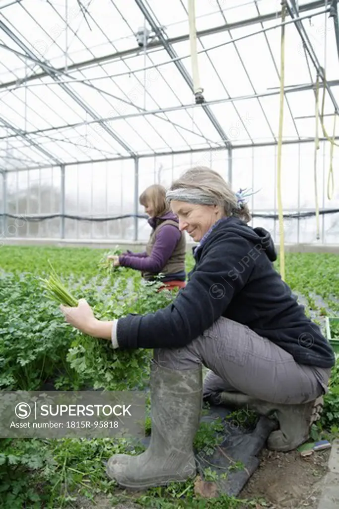 Germany, Upper Bavaria, Weidenkam, Woman working in greenhouse of parsley