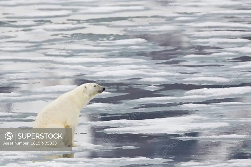 Europe, Norway, Svalbard, Polar bear sitting on ice
