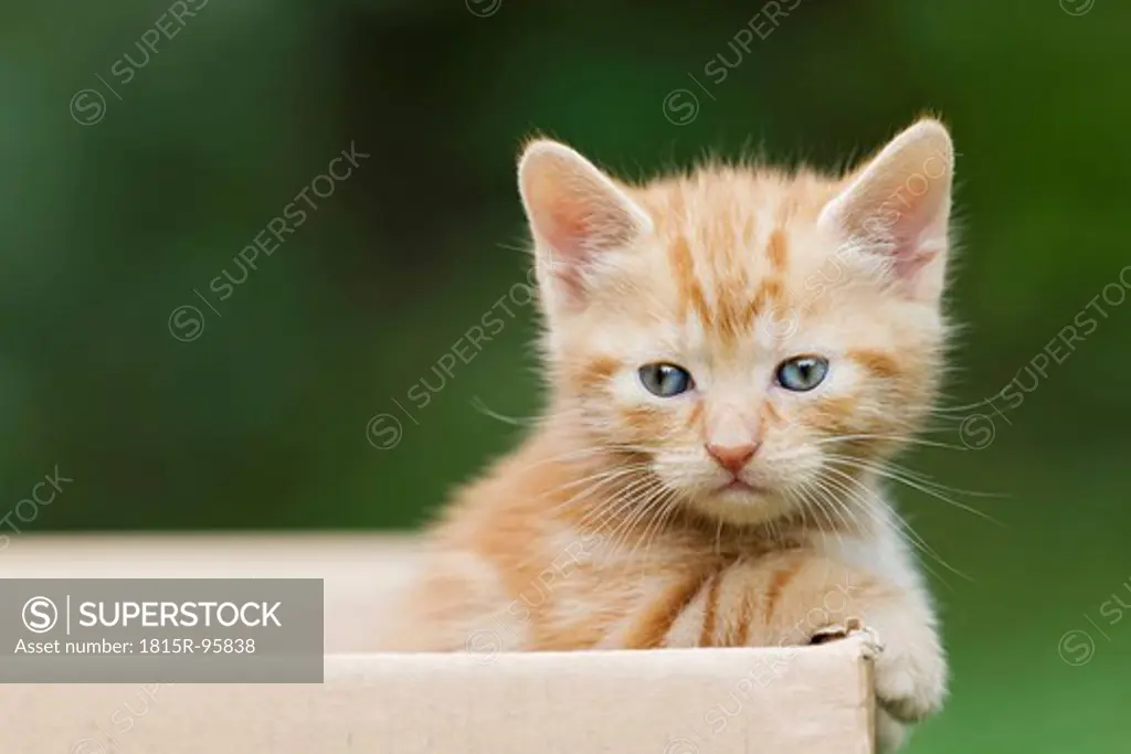 Germany, Ginger kitten in cardboard box, close up