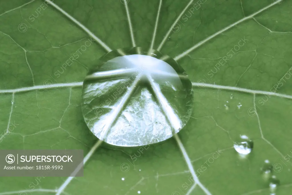 Waterdrop on nasturtium leaf