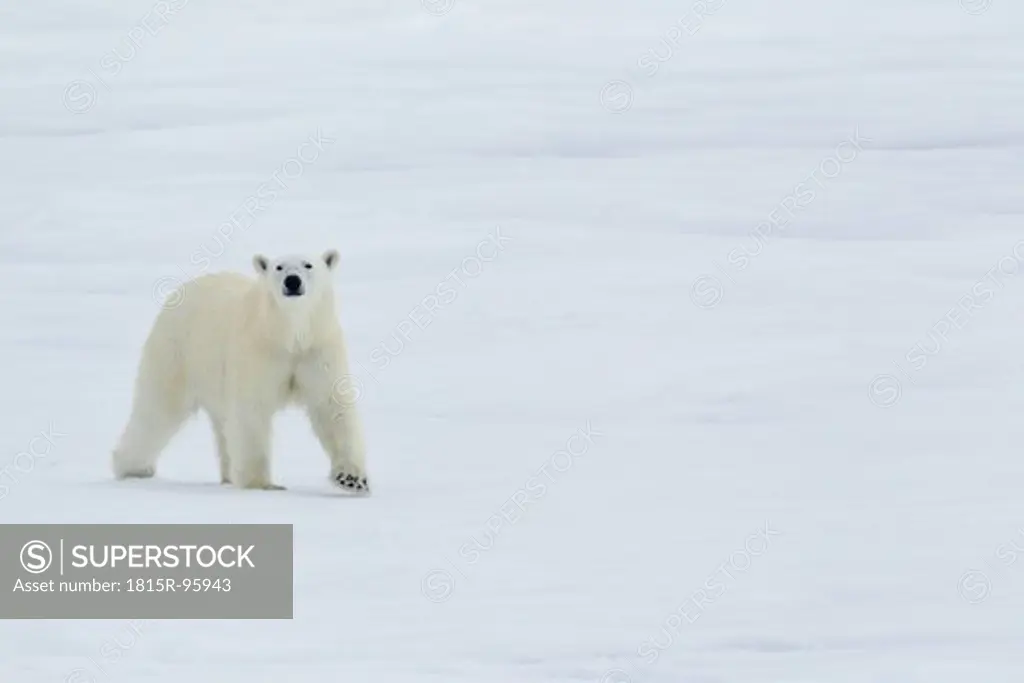 Europe, Norway, Svalbard, Polar bear walking on ice
