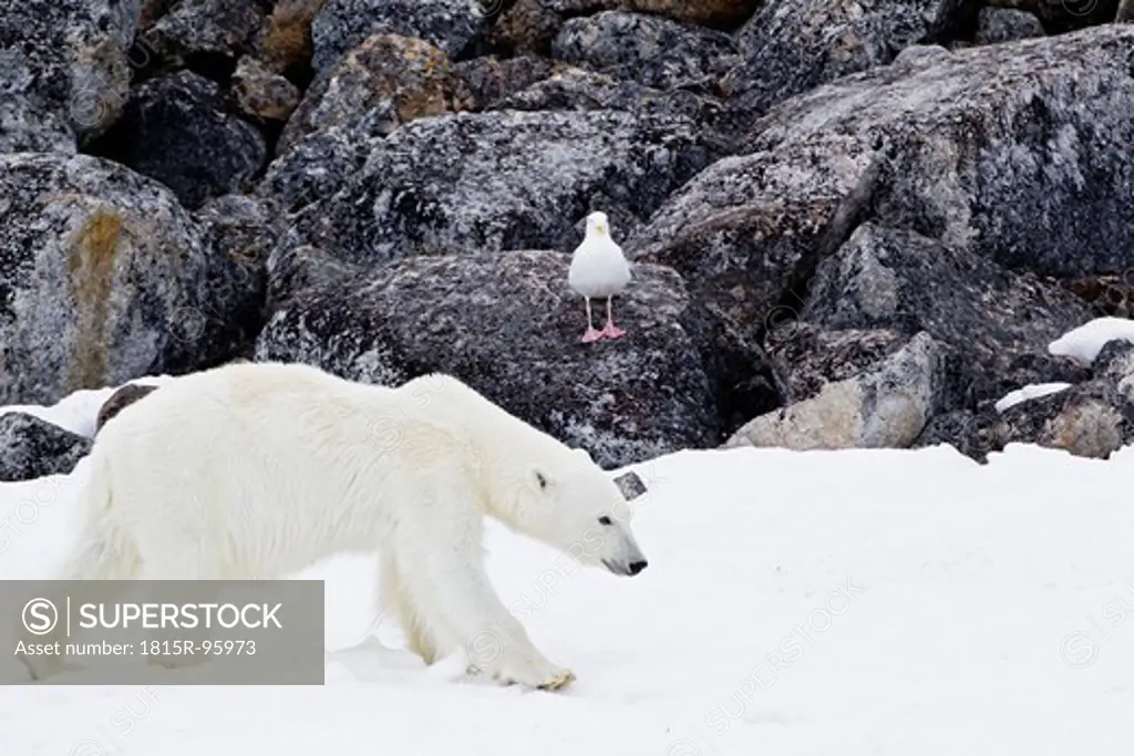 Europe, Norway, Svalbard, Polar bear and bird at arctic