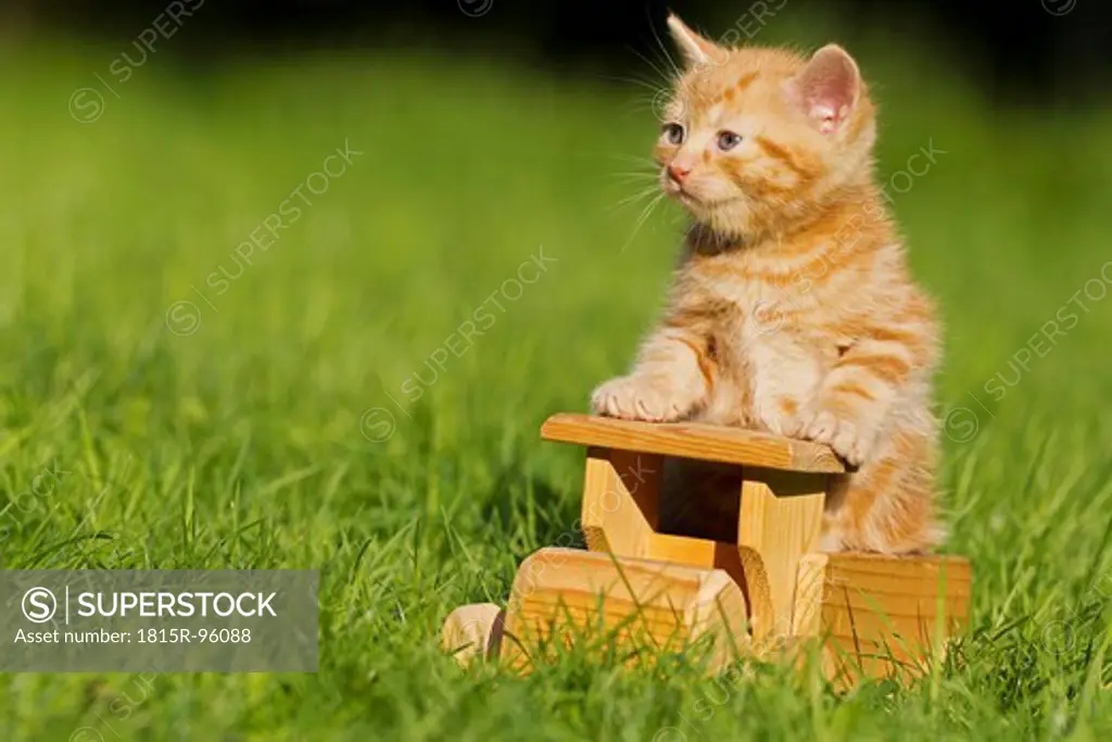 Germany, Ginger kitten sitting on wooden toy, close up