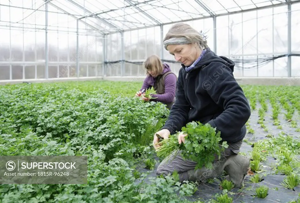 Germany, Upper Bavaria, Weidenkam, Woman working in greenhouse of parsley