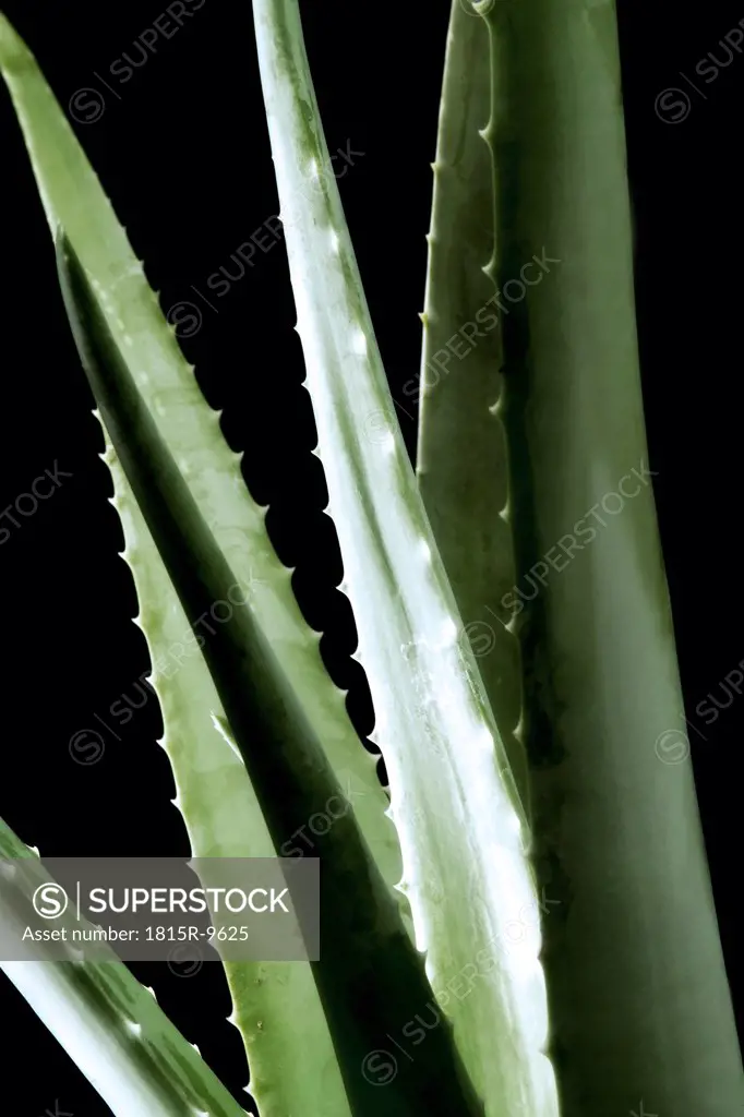 Aloe vera leaves, close-up