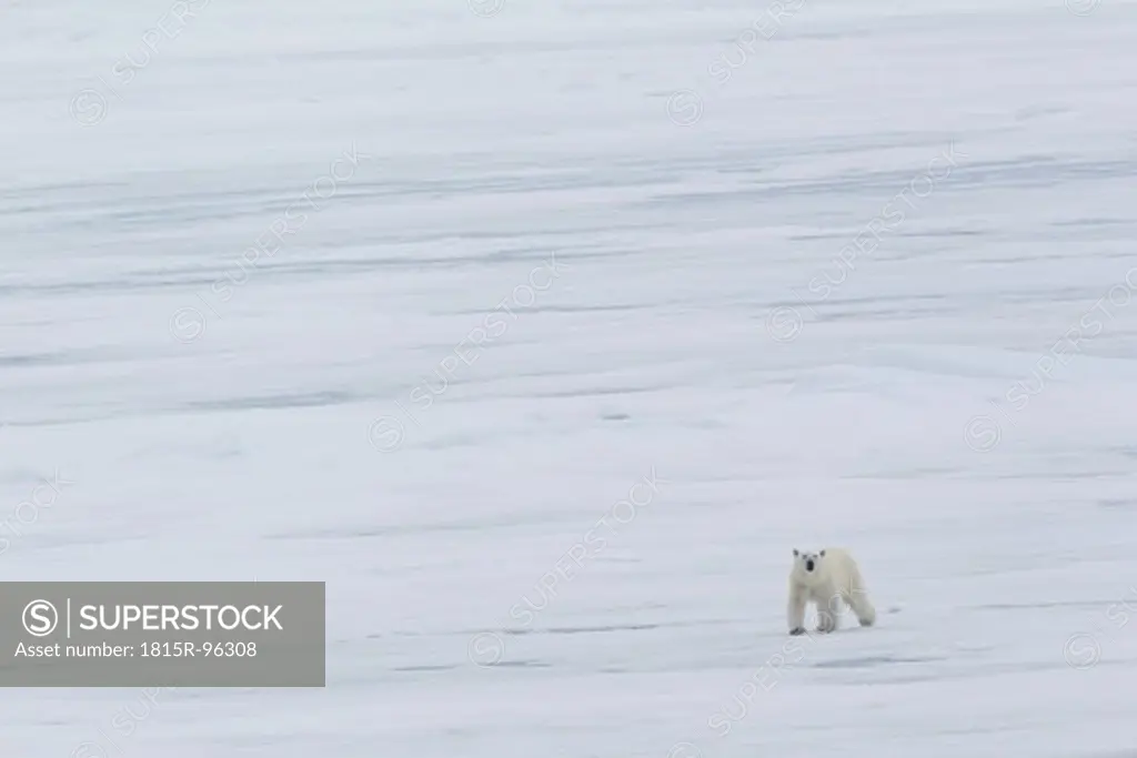 Europe, Norway, Svalbard, Polar bear walking on ice