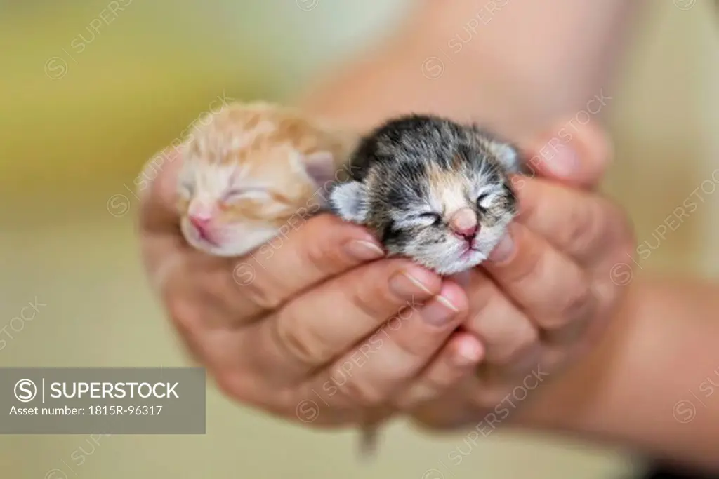 Germany, Mature woman holding newborn kittens, close up