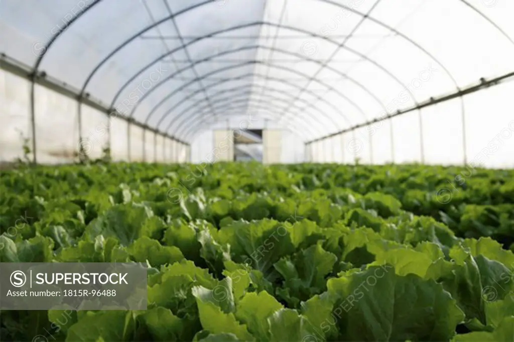 Germany, Upper Bavaria, Weidenkam, View of greenhouse with endive