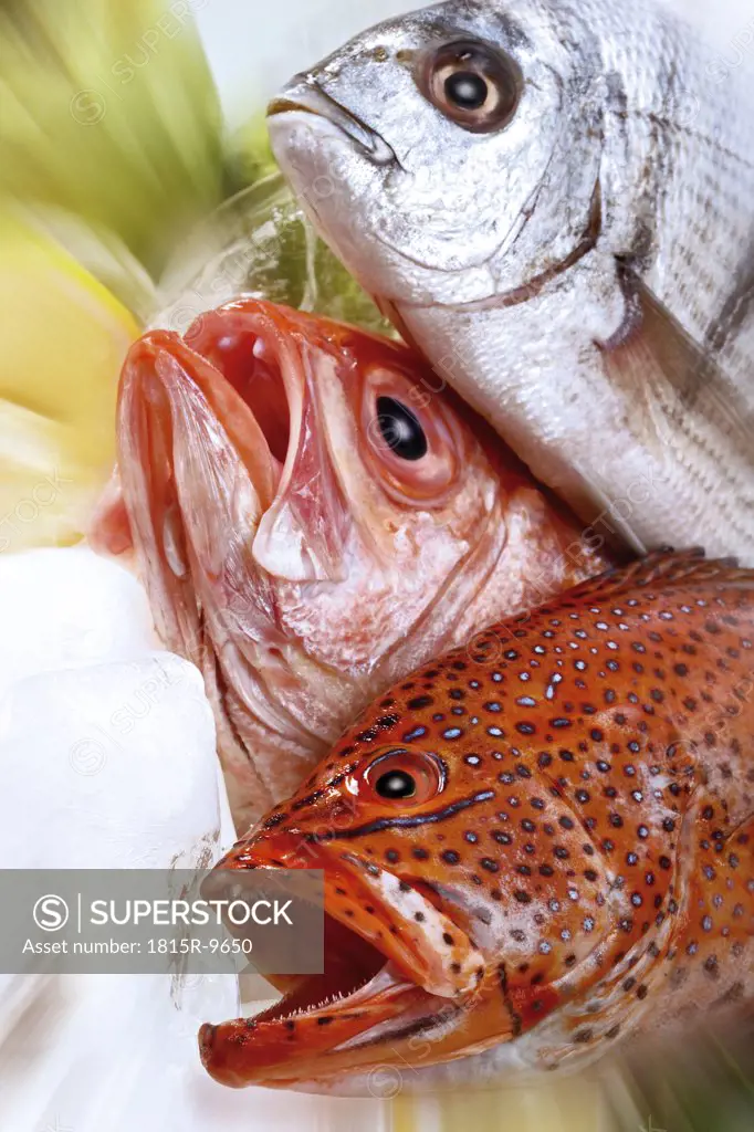 Grouper, Red Snapper and Seabass