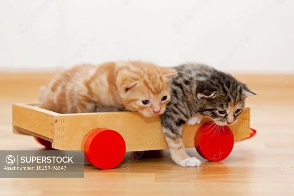 Germany, Kittens sitting on wooden toy, close up