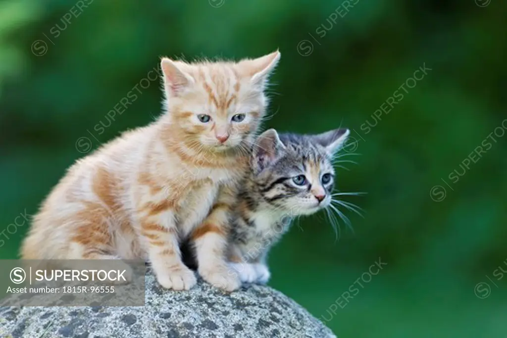 Germany, Kittens sitting on stone, close up