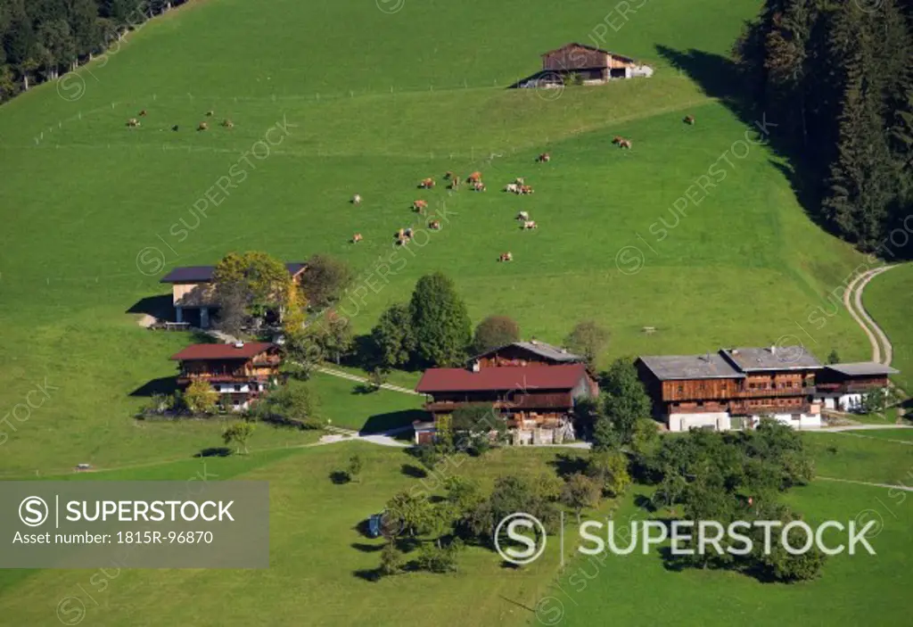 Austria, Tyrol, Alpach, Hill Farm, Cows grazing on Alpbachtal Valley
