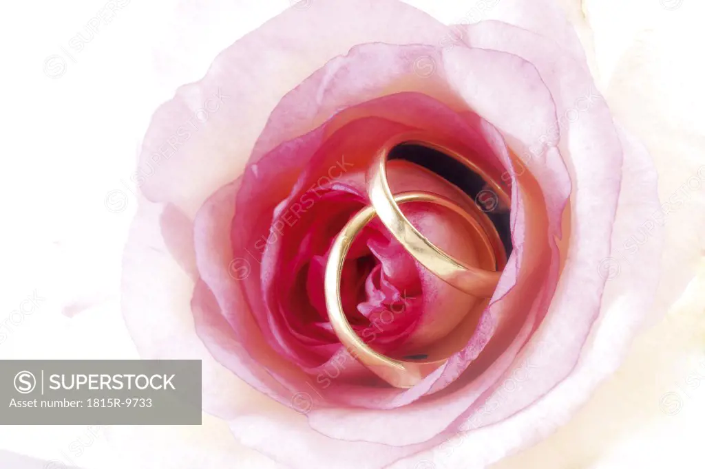 Wedding rings on rose