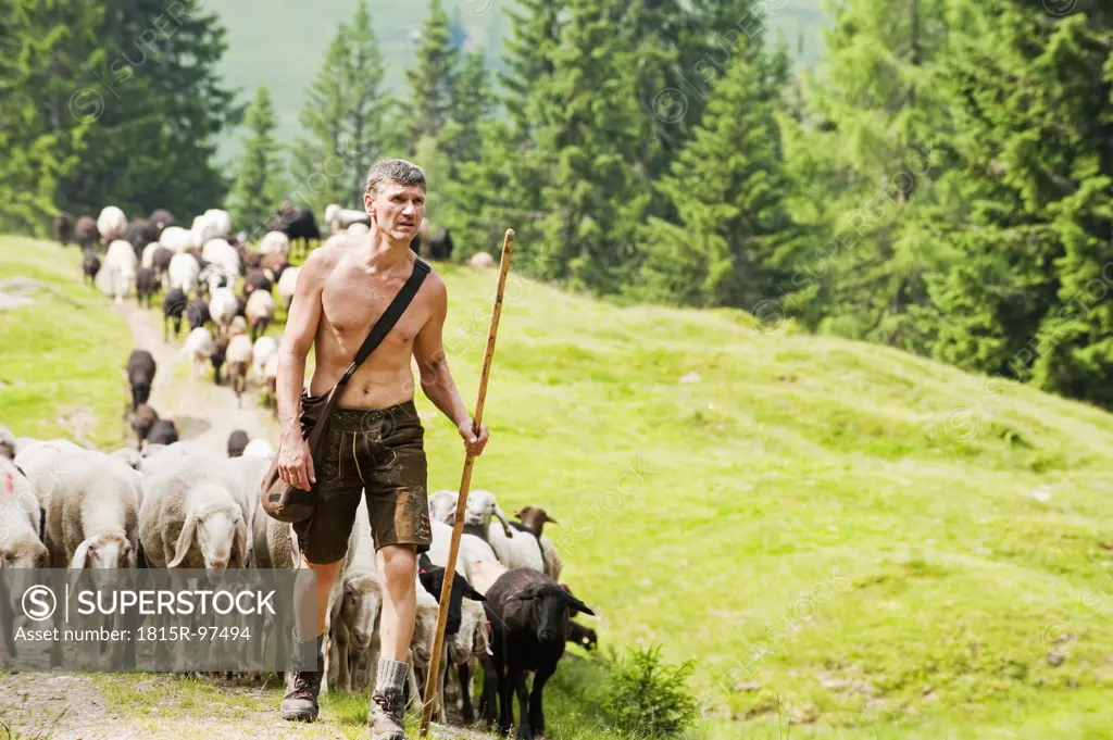 Austria, Salzburg County, Shepherd herding sheep on mountain