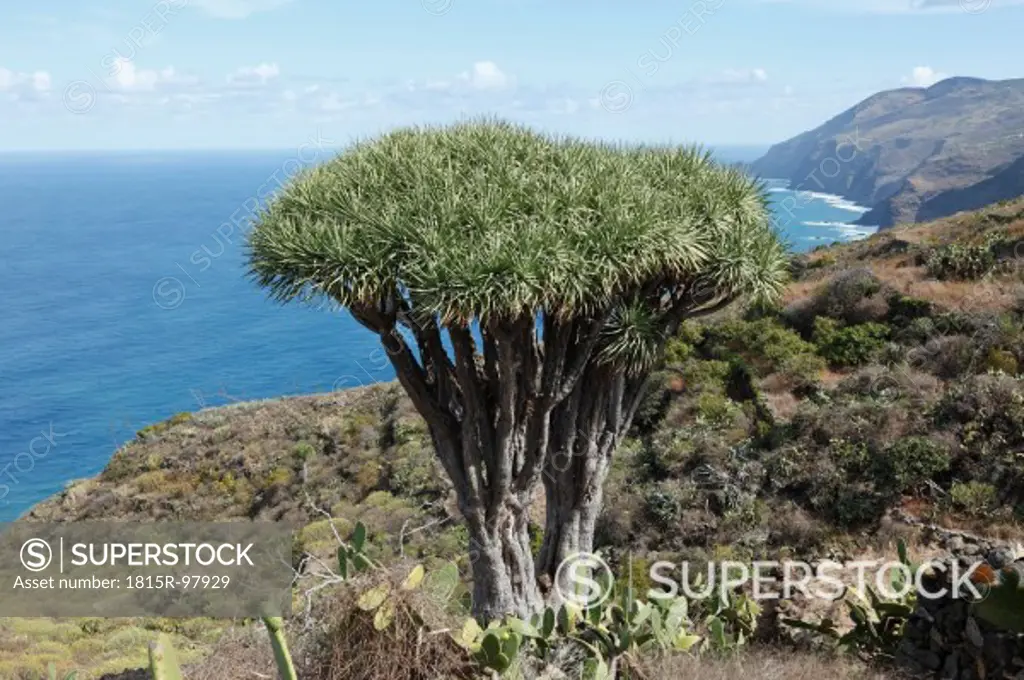 Spain, La Palma, View of Canary Islands Dragon Tree