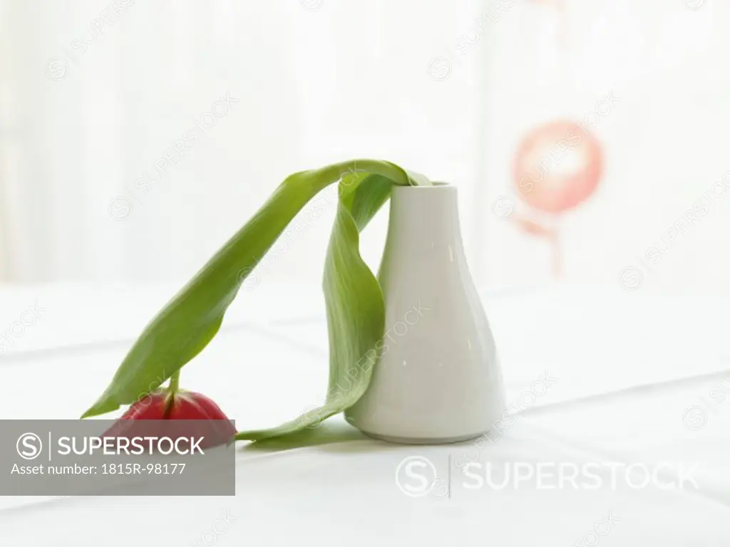 Germany, Cologne, Vase with limp tulip, close up
