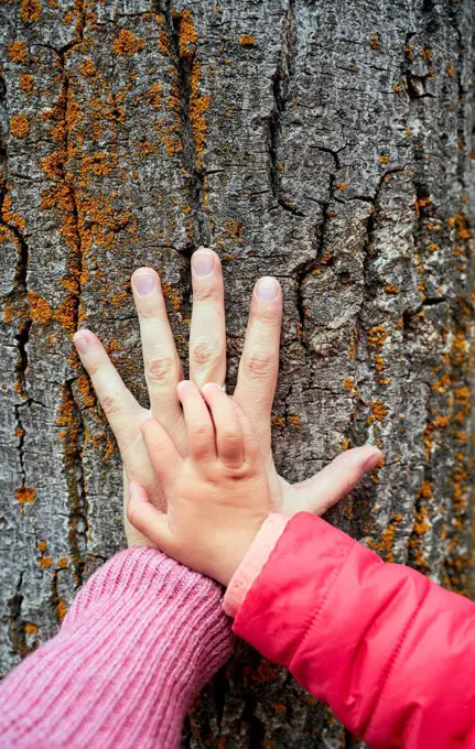Hand of mother and little daughter on bark of a tree, close-up
