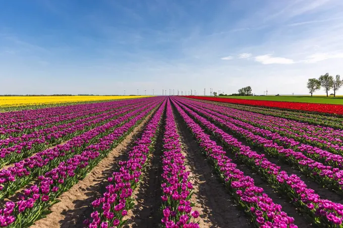 Germany, tulip fields