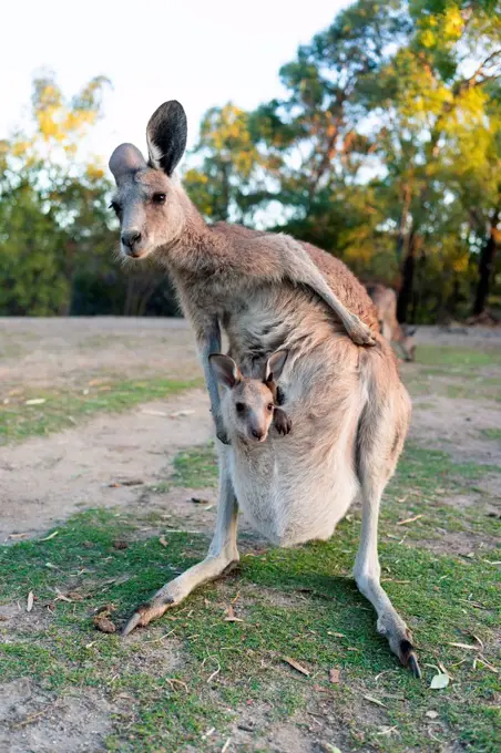 Australia, Queensland, mum kangaroo carrying joey in her pouch