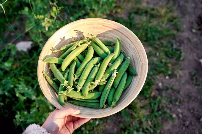 Woman's hand holding bowl of freshly picked organic peas