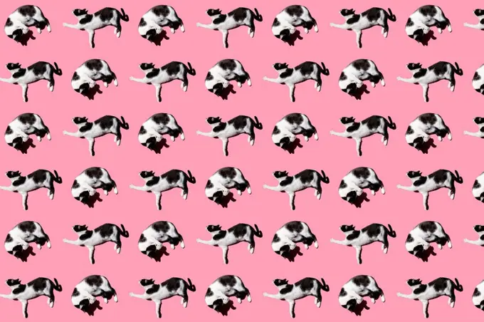 Pattern of black and white cat lying against pink background