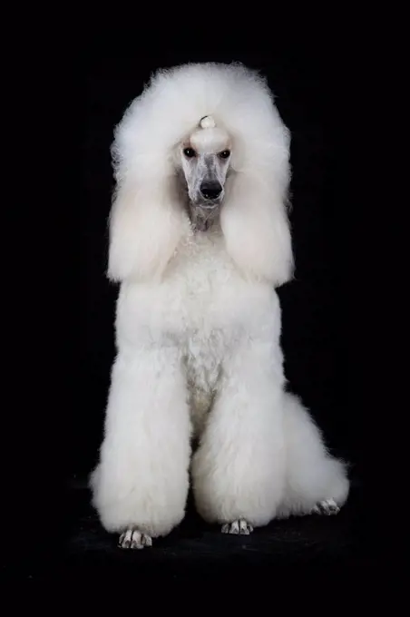 Portrait of white Standard Poodle against black background