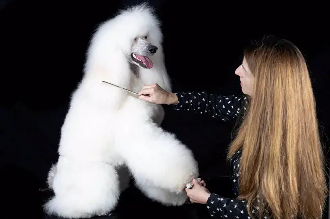 Woman combing white Standard Poodle against black background