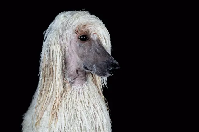 Portrait of wet Standard Poodle against black background