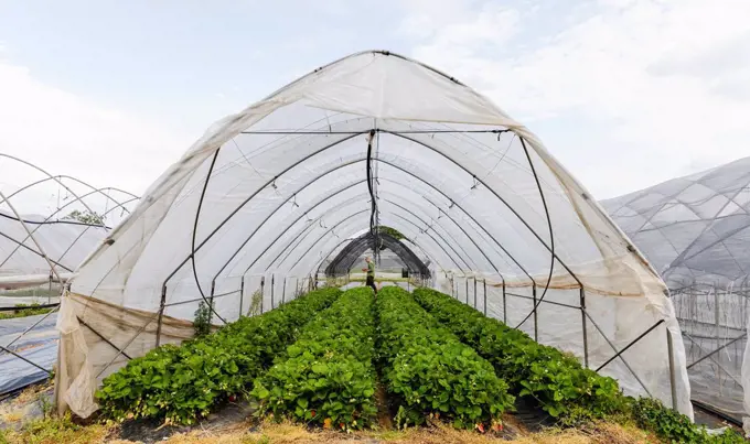 Organic greenhouse cultivation of strawberries, Verona, Italy