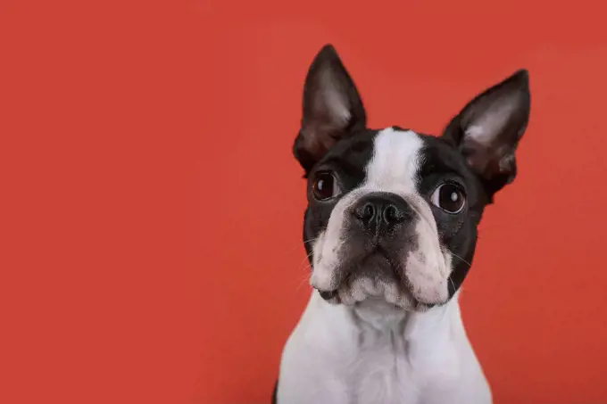 Portrait of boston terrier puppy in front of red background