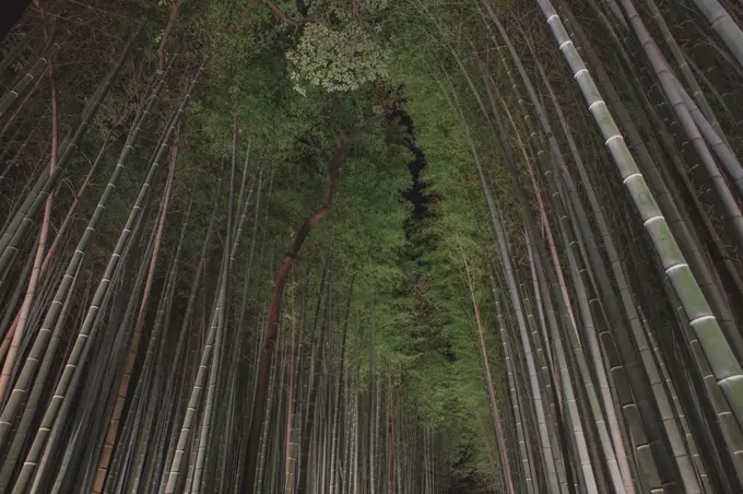 Japan, Kyoto, Arashiyama, illuminated bamboo grove at night
