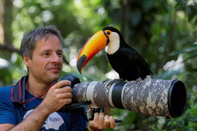 Brazil, Mato Grosso, Mato grosso do Sul, common toucan, Ramphastos toco, sitting on camera of a photographer
