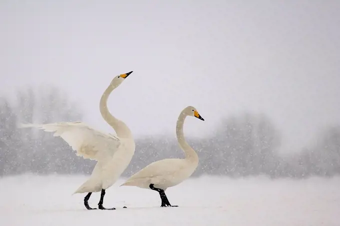 Germany, Schleswig-Holstein, Whooper swans, Cygnus cygnus