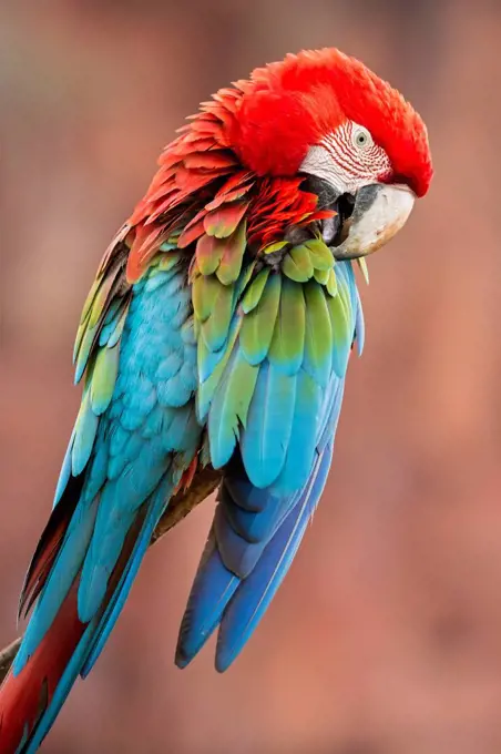 Brazil, Mato Grosso, Mato Grosso do Sul, portrait of scarlet macaw sitting on branch