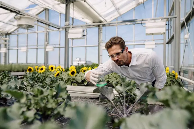 Male scientist holding conical flask while examining plants in greenhouse