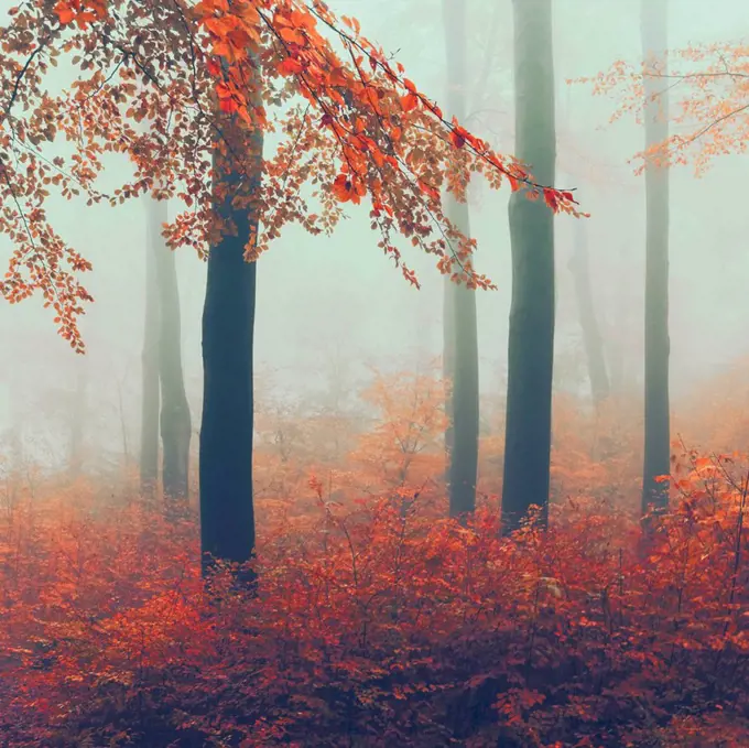 Misty autumn forest at dawn