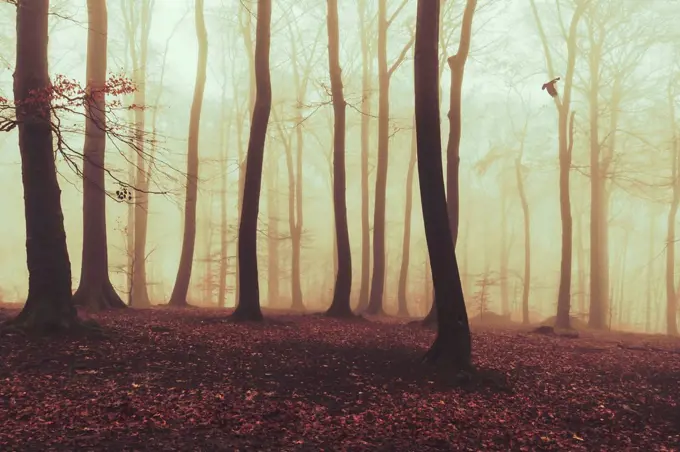 Misty autumn forest at dawn