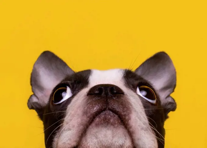 Head of Boston Terrier puppy looking up