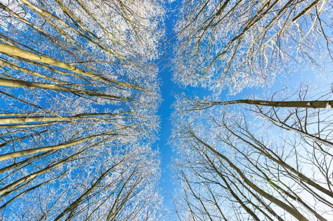 Directly below view of winter forest against blue sky