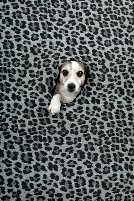 Studio shot of dog peeking through hole in leopard print pattern