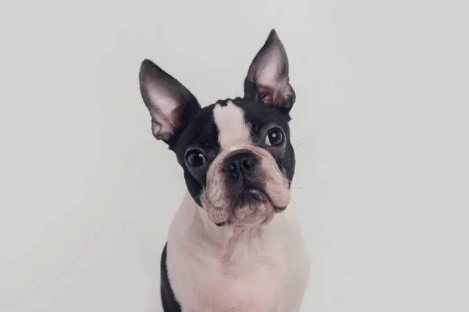 Boston terrier dog in front of white background