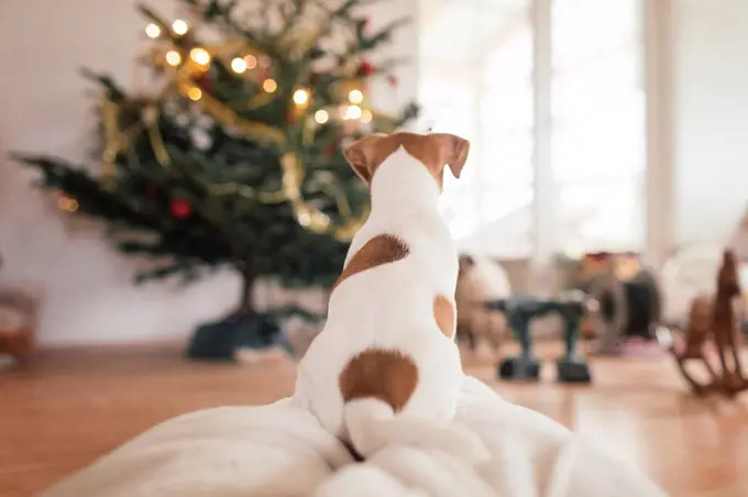 Jack Russel Terrier sitting in front of Christmas tree