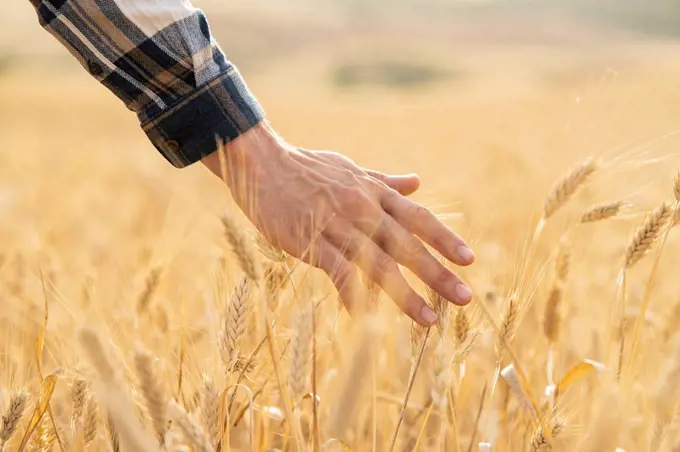 Man touching wheat crop at field