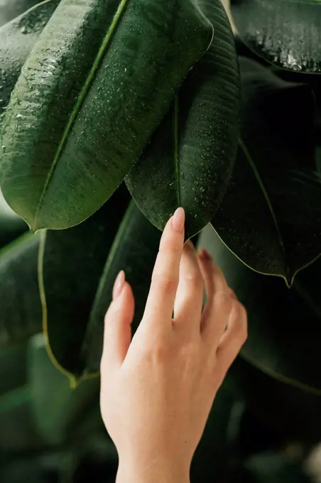 Young woman touching wet leaves