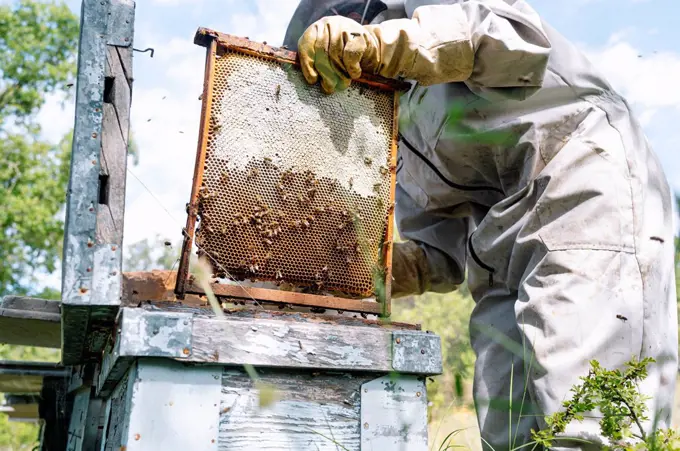 Female beekeeper with beehive working at farm