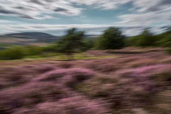Blurred purple heathland