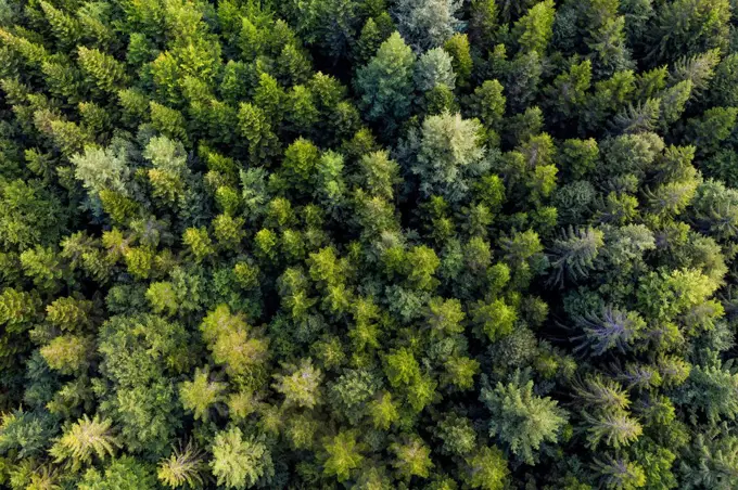 Aerial view of green spruce forest
